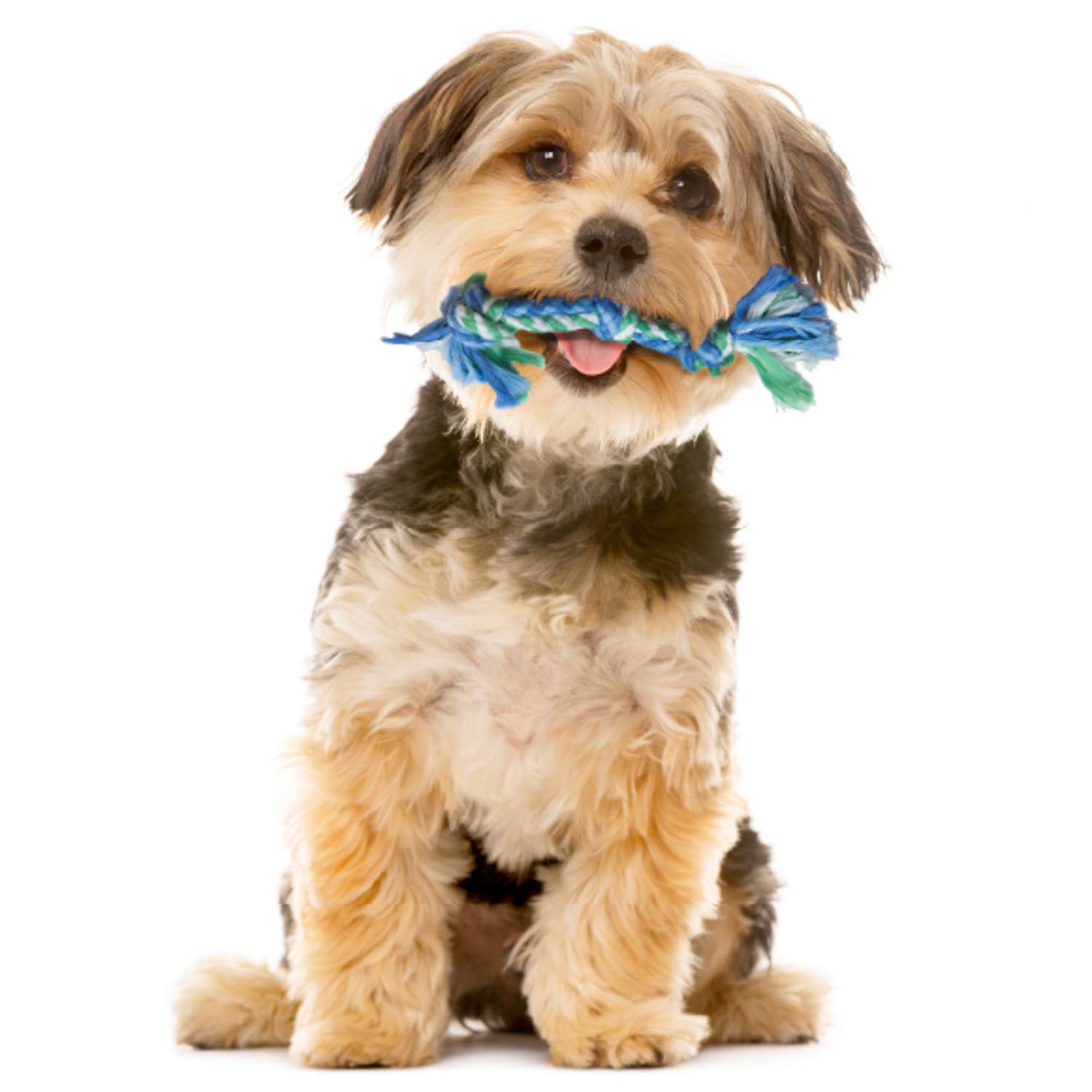 Игрушка Petstages Mini "ОРКА Дентал набор", для собак,15 см
