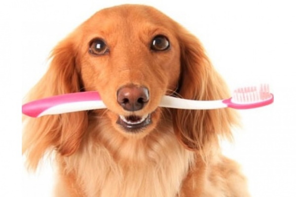 Почему уход за зубами собак так важен?